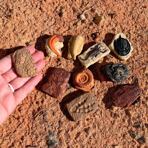 Ammonite, 3+ Safari Ltd. Ancient Fossils TOOB - Figurines: Dino Footprint, Giant Crab, Raptor Claw, T-Rex Tooth, Frog