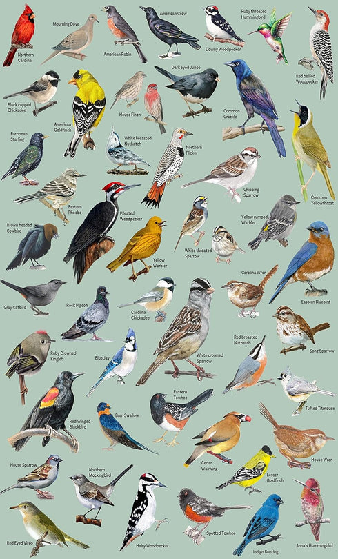 PICKFORU 1000 47 Bird Puzzle for Adults Pieces and Up, Backyard Birding Puzzle Collects Backyard Birds of North