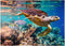 MyPuzzle Hawksbill Turtle Maldives, Premium 1000 Piece Jigsaw Puzzle for Adults