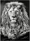 MyPuzzle Premium 1000 Piece Jigsaw Puzzle of Majestic Lion - Black and White Image for Adults
