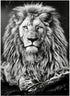 MyPuzzle Premium 1000 Piece Jigsaw Puzzle of Majestic Lion - Black and White Image for Adults