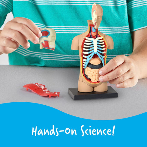 31 3+, 8+ Learning Resources Human Body Model, Science Classroom Demonstration Tools, Realistic Human Anatomy Display