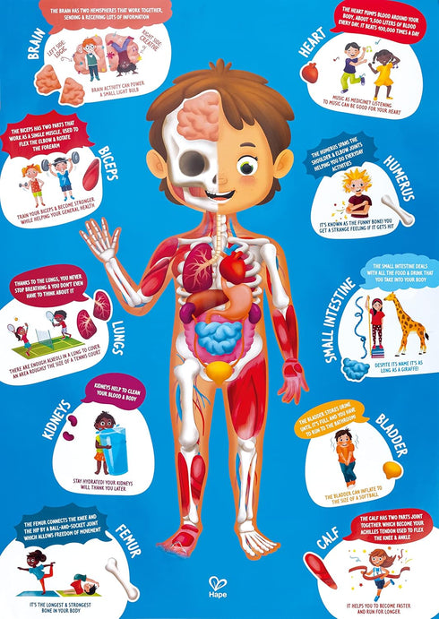 60 4+ Hape Human Body Puzzle | Oversized Pieces Educational Anatomy Jigsaw, Wooden Organs, for Children Years