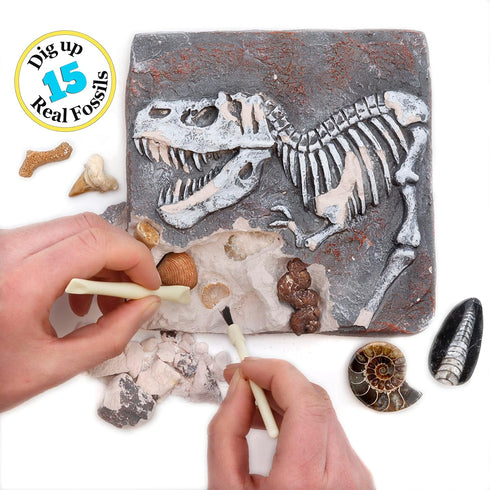 DANCING BEAR Fossil Dig Kit, Excavate 15 Prehistoric Fossils including Real Dinosaur Bones for Kids