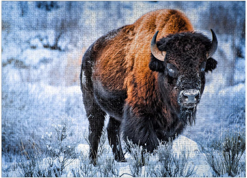 MyPuzzle American Bison Crouching in Snow, Yellowstone National Park - 1000 Piece Jigsaw Puzzle for Adults