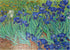 MyPuzzle Irises 1889 by Vincent Van Gogh - Premium 500 Piece Jigsaw Puzzle for Adults