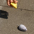 Tipmant Mini Sized RC Mice IR Remote Control Rat Mouse Animal Prank Joke Toys for Cat Dog Kids Christmas Gifts (Grey)