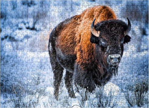 MyPuzzle American Bison Crouching in Snow in Winter, Yellowstone National Park - Premium 500 Piece Jigsaw Puzzle