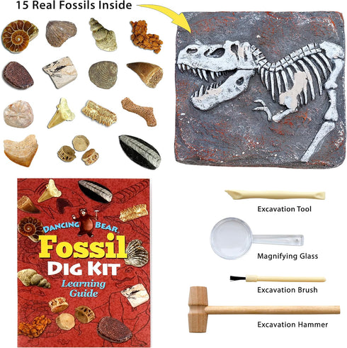 DANCING BEAR Fossil Dig Kit, Excavate 15 Prehistoric Fossils including Real Dinosaur Bones for Kids