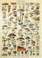 MyPuzzle Champignons - Mushrooms for All, Vintage Art Poster, Adolphe Millot -