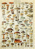 MyPuzzle Champignons - Mushrooms for All, Vintage Art Poster, Adolphe Millot -