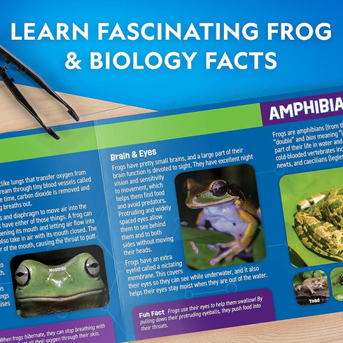 NATIONAL GEOGRAPHIC Frog Dissection Kit, Glow in the Dark Synthetic Frog Anatomy Lab for Kids
