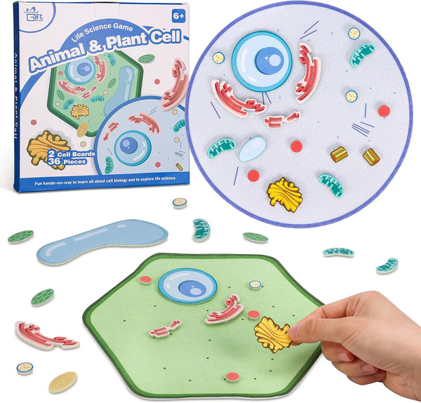 Animal and Plant Cell Anatomy Model, Soft Felt Toy for Early Cell Biology