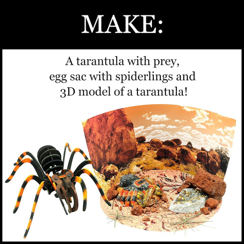 WILD ENVIRONMENTAL SCIENCE Extreme Spiders of the World - Create and Customize Models for Ages 6+