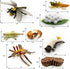 Gemini & Genius Life Cycle of Mosquito and Dragonfly Figurines, Insect Growth Diary Action Figures, Learning Gifts