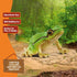 3+ 14882 Schleich Wild Life - European Tree Frog Toy Figurine. Realistic Hand-Painted Animal Toys for Boys and Girls.