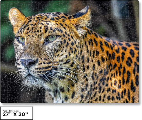 QuizQuirk 1000 Piece Puzzle - Bold Leopard Jigsaw for Adults/Teens (Puzzle Saver Kit Included)