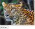 QuizQuirk 1000 Piece Puzzle - Bold Leopard Jigsaw for Adults/Teens (Puzzle Saver Kit Included)