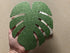 Tropical Palm Leaves Banner for Luau Hawaiian Birthday Bachelorette Party Decorations - Tropical Palm Leaf Banner